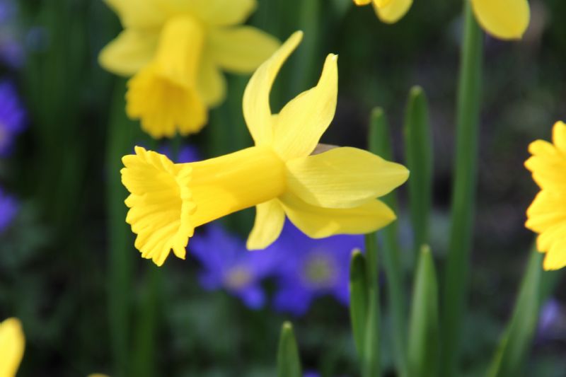 Narcissus 'Peeping Tom' bestellen